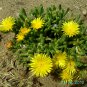 Ice Plant: Malephora luteola - Rocky Point Ice Plant - Large Box