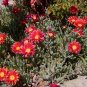 Ice Plant: Malephora Crocea - in Large Box.