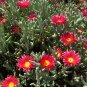 Ice Plant: Malephora Crocea - in Large Box.