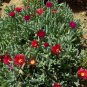 Ice Plant: Malephora Crocea - in Large Box.