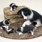 DCL62 Border Collie Mom & Pups