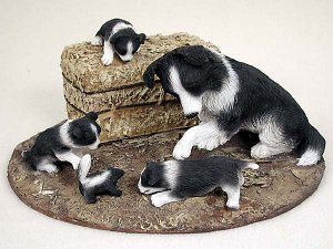 DCL62 Border Collie Mom & Pups