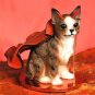DTD06C Chihuahua, Brindle & White Devil