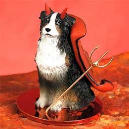 DTD99F Australian Shepherd Tricolor, Docked Devil