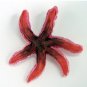 NM06 Starfish Magnet