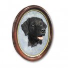 P24A Labrador Retriever Black Portrait