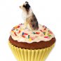 PC99D Australian Shepherd Brown, Docked Pupcake Trinket Box