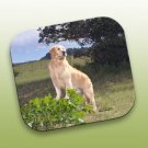 WCFP09 Golden Retriever Mouse Pad