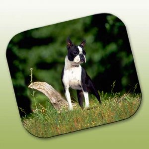 WCFP12 Boston Terrier Mouse Pad