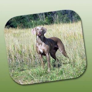 WCFP68 Weimaraner Mouse Pad