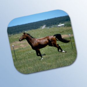 WCHMP07 Horse Running Brown Mouse Pad