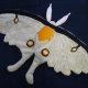 Miscellaneous Animals