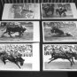 6 classic original 5x7" black and white Rodeo photos