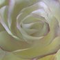 Single Bloom - Paper Rose