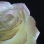 Single Bloom - Paper Rose