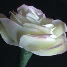 Single Bloom - Paper Rose