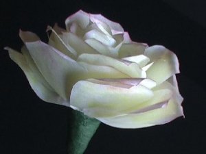 Single Bloom - Paper Rose