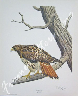 "Red Tailed Hawk" by Ronald J. Louque 22x28