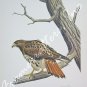 "Red Tailed Hawk" by Ronald J. Louque 22x28