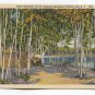 White Birches State Camping Grounds Tupper Lake New York Postcard