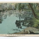 In Alligator Land View on one of Floridas Rivers Postcard