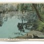 In Alligator Land View on one of Floridas Rivers Postcard