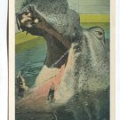 Picture of Hippopotomus with wide opened jaws at Ringling Brothers Sarasota Florida Postcard