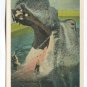 Picture of Hippopotomus with wide opened jaws at Ringling Brothers Sarasota Florida Postcard