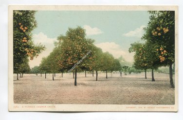 A Florida Orange Grove Postcard