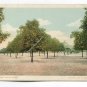A Florida Orange Grove Postcard