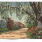 Lovers Lane in Florida Postcard