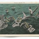 Pelicans Florida Postcard