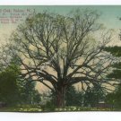 Old Oak Salem New Jersey Postcard