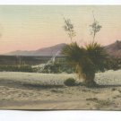 Desert Blossoms near Mt Franklin Texas Postcard