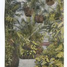 Under the Palms in the Conservatory Jackson Park Chicago Illinois Postcard