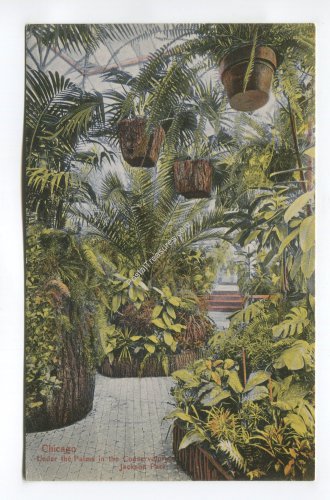 Under the Palms in the Conservatory Jackson Park Chicago Illinois Postcard