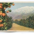 A California Anomaly Snow and Oranges Postcard