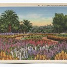 A Typical Southern California Garden Postcard