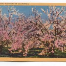 Almond Blossoms in California Postcard