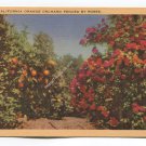A California Orange Orchard Fenced by Roses Postcard