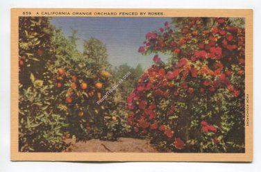 A California Orange Orchard Fenced by Roses Postcard