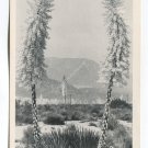 Yucca Trees Wild Flowers in Kern County Bakersfield California Postcard