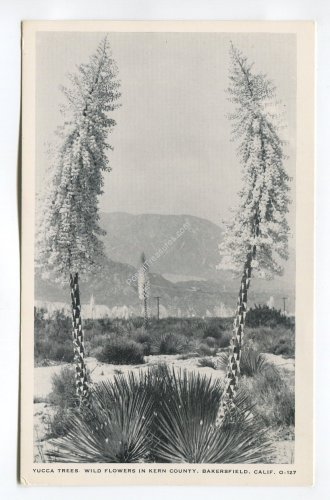 Yucca Trees Wild Flowers in Kern County Bakersfield California Postcard