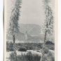 Yucca Trees Wild Flowers in Kern County Bakersfield California Postcard