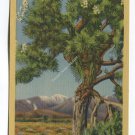 Joshua Palm on the Desert Postcard