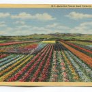 Beautiful Flower Seed Farms in California Postcard