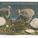 Three of a Kind Cawston Ostrich Farm South Pasadena California Postcard