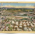 Blossom Time in California Santa Clara Valley Postcard