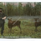 Northern Yew Roger Williams Park Providence Rhode Island Postcard