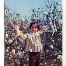 Cotton Picking in the South Postcard